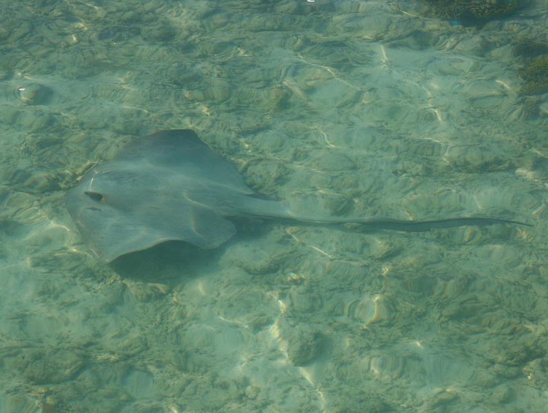 Kuramathi (16).jpg